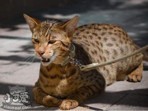 阿舍拉猫指甲怎么剪 阿舍拉猫剪指甲方法(图1)