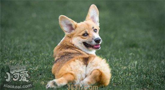 柯基会不会游泳 怎样能使柯基成为游泳健将(图2)