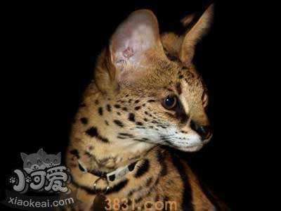 阿舍拉猫幼猫怎么养 阿舍拉猫幼猫饲养方法(图1)