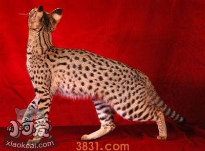 阿舍拉猫不能吃什么 阿舍拉猫饮食注意事项(图1)