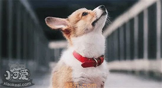 柯基吃什么长胖 这样吃能让柯基白白胖胖(图2)