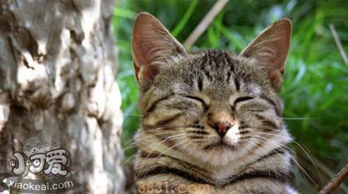 被蒂凡尼猫咬伤怎么处理 蒂凡尼猫咬伤处理方法(图1)