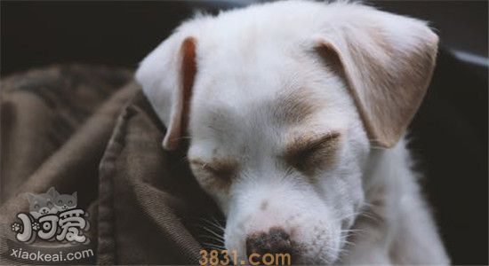 狗狗又吐又拉稀带点血是为什么 你的无知可能会让狗狗嗝屁(图2)