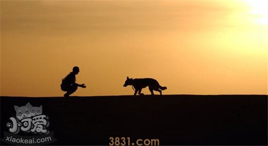 狗狗埋在土里多久腐烂 狗狗死后千万不能随便乱埋(图2)