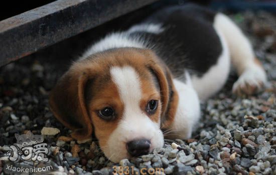 比格犬有几种颜色 比格犬最好的颜色你知道吗(图1)