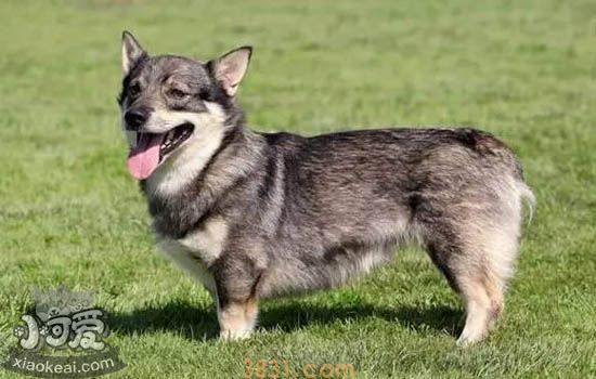 柯基耳朵立了又塌怎么办 基耳朵立了又塌不是病(图1)