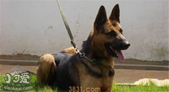 为什么养昆明犬的不多 四个原因告诉你(图2)