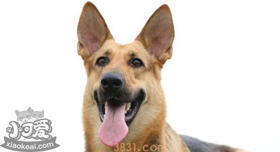 为什么养昆明犬的不多 四个原因告诉你(图1)