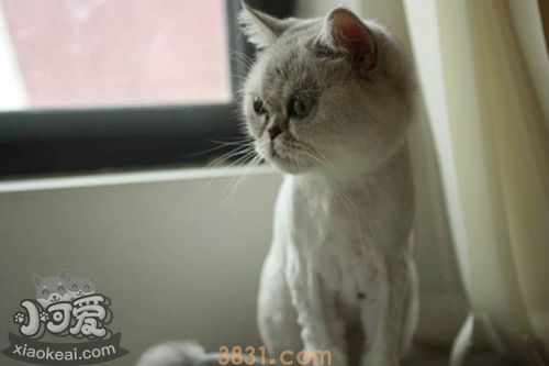 蒂凡尼猫不听话怎么办 蒂凡尼猫服从性训练(图1)