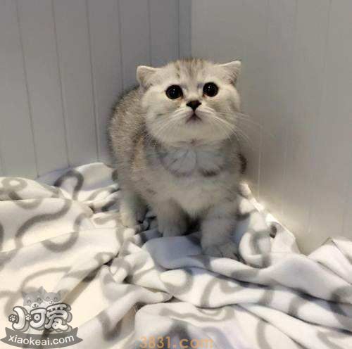 曼基康猫脑积水怎么治疗 脑积水治疗方法(图2)