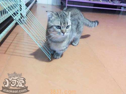 怎么预防曼基康猫肾结石 肾结石预防必备知识(图1)