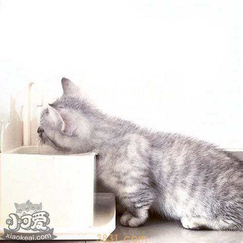 曼基康猫会跳环吗 曼基康猫跳环训练(图1)