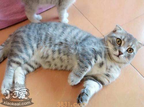 曼基康猫如何训练 曼基康猫正确训练方法(图1)