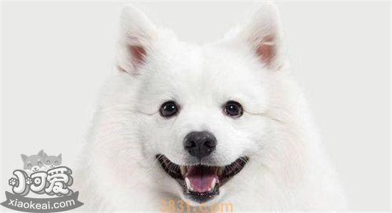 萨摩耶有什么缺点 养萨摩耶你做好心理准备了吗(图1)