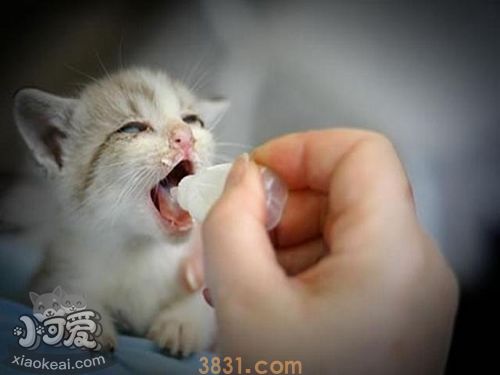 茶杯猫耳朵很脏怎么回事 茶杯猫耳朵很脏原因(图1)