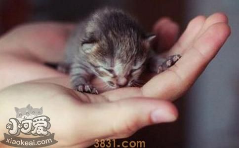 茶杯猫胃不舒服怎么办 茶杯猫胃不舒服解决办法(图1)