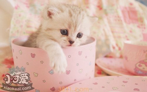 怎么训练茶杯猫上厕所 茶杯猫上厕所训练法(图1)