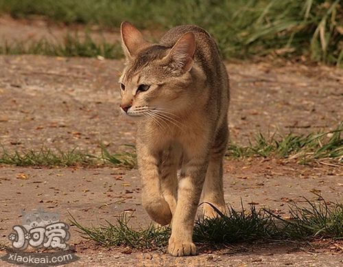 怎么训练非洲狮子猫不咬人(图1)