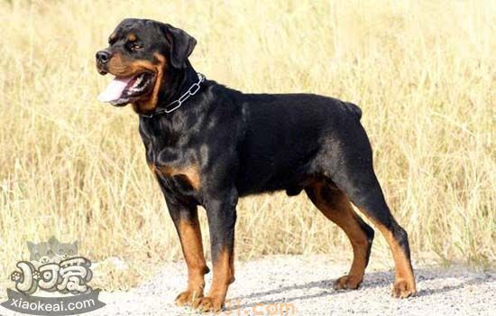罗威纳犬性格好不好 罗威纳犬有什么性格特点(图1)