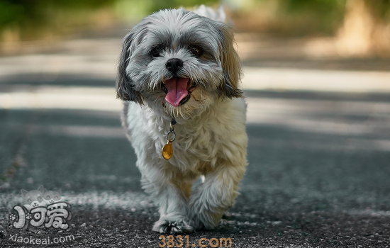 怎么挑选狗狗幼犬 有四个方面要注意!(图1)
