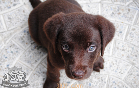 怎么挑选狗狗幼犬 有四个方面要注意!(图2)