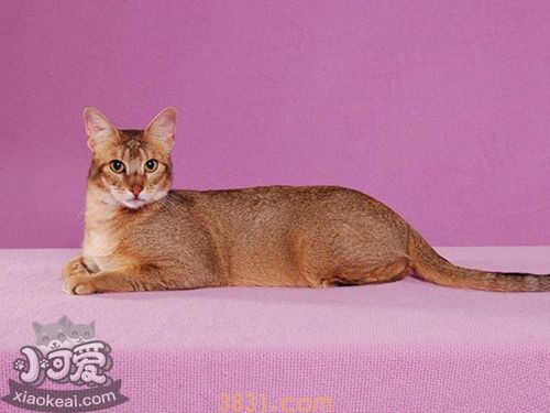 非洲狮子猫定点如厕怎么训练 非洲狮子猫如厕训练方法(图1)