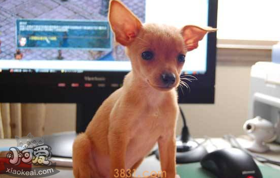 小鹿犬有什么缺点 小鹿犬好养吗(图1)