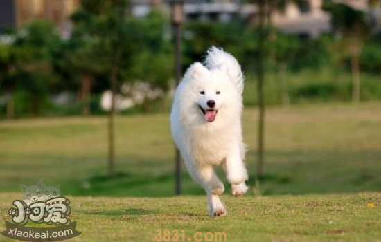 萨摩耶性格特点 萨摩耶好养吗(图1)