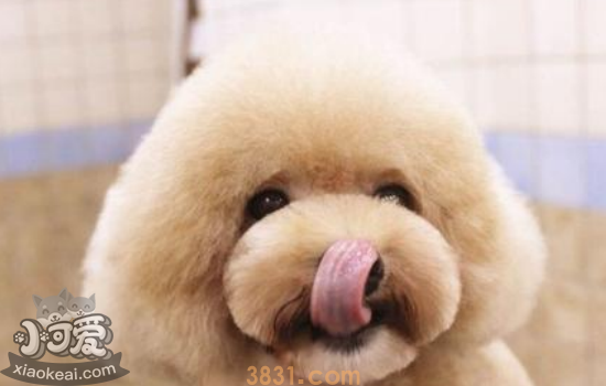 泰迪犬的缺点 你知道泰迪的这些缺点吗(图1)
