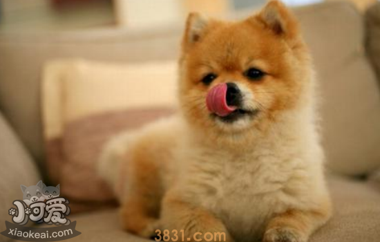 秋田犬怎么养吃什么 养秋田犬前你需要了解清楚!(图1)
