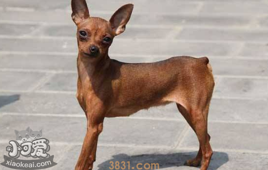 小鹿犬性格 饲养小鹿犬的注意事项(图1)