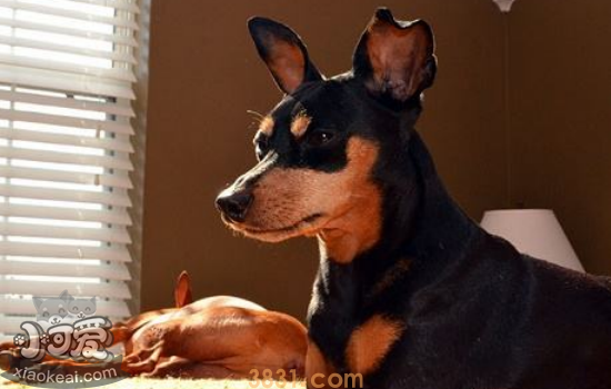 小鹿犬性格 饲养小鹿犬的注意事项(图2)