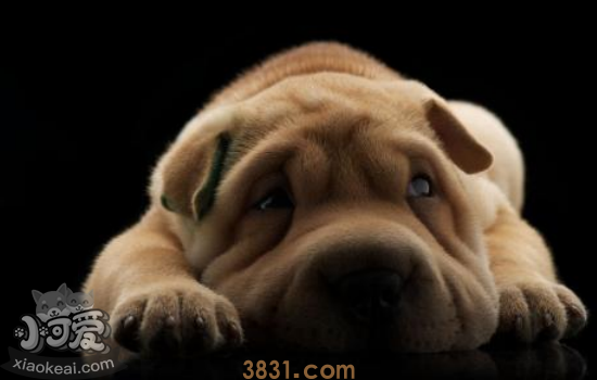 沙皮犬咬人吗 被沙皮犬咬了怎么办(图2)