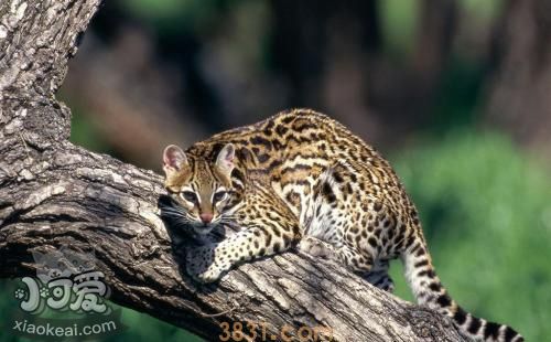 豹猫怎么养 豹猫饲养技巧(图1)