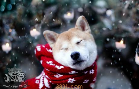 秋田犬和柴犬的区别 你能区分秋田犬和柴犬吗(图1)