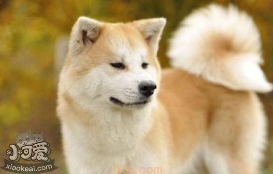 秋田犬和柴犬的区别 你能区分秋田犬和柴犬吗(图2)