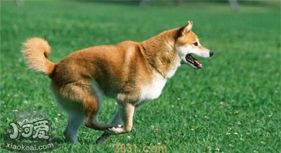 柴犬和秋田犬的区别是什么 如何准确的区分柴犬和秋田犬(图1)