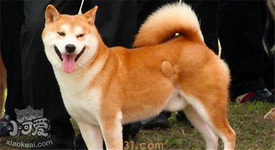 柴犬和秋田犬的区别是什么 如何准确的区分柴犬和秋田犬(图2)