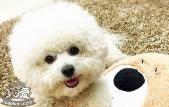 女孩适合养什么狗狗? 你养的狗狗在里面吗(图1)