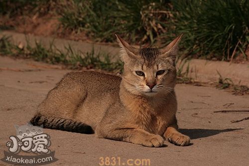 非洲狮子猫眼睛分泌物多怎么办(图1)