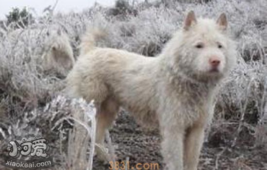 下司犬产后恶露多久干净 下司犬恶露如何治疗(图1)