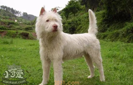 下司犬产后恶露多久干净 下司犬恶露如何治疗(图2)