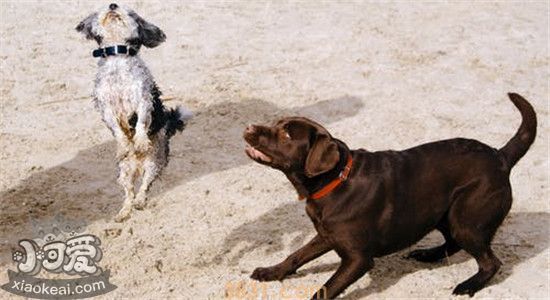 世界十大恶犬排名 这些狗绝对不适合作为家养犬(图1)