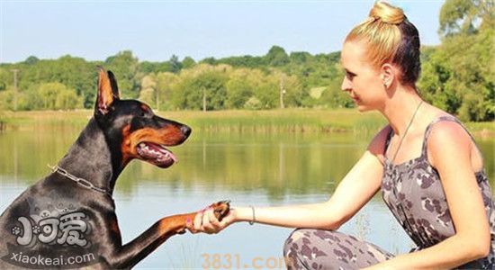 世界十大恶犬排名 这些狗绝对不适合作为家养犬(图2)