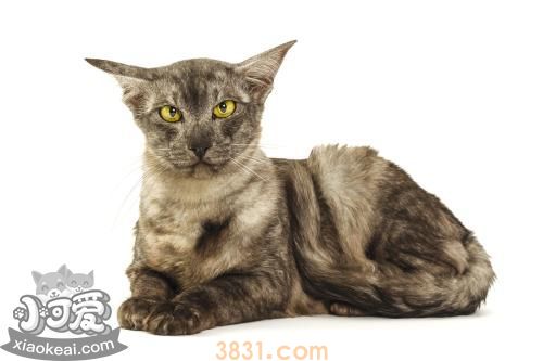 给爪哇猫剃毛要注意什么 爪哇猫剃毛注意事项(图1)