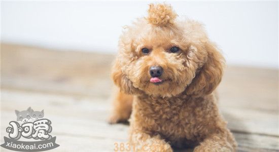 泰迪可以吃什么 对泰迪有益的食物有哪些(图1)