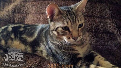 肯尼亚猫被鱼刺卡住怎么办 鱼刺卡住解决办法(图1)