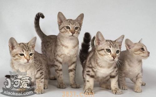 澳大利亚雾猫抑郁症怎么治疗(图1)