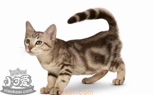 澳大利亚雾猫总是流泪怎么回事 猫咪流泪原因介绍(图1)
