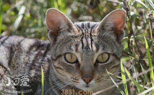 肯尼亚猫异常摄食怎么纠正 异常摄食纠正方法(图1)
